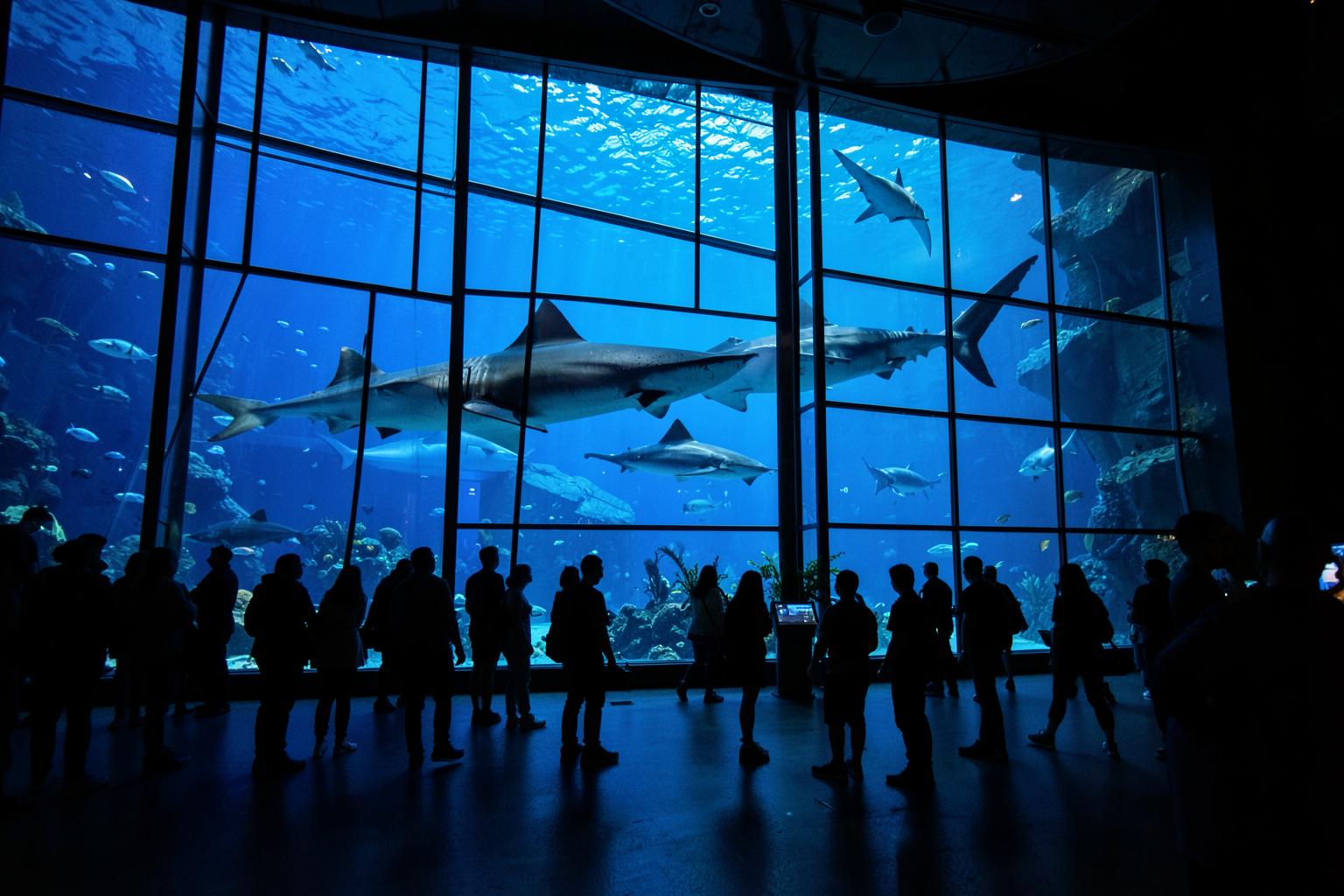 Georgia Aquarium — Atlanta, Georgia